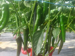 알 수 없음님의 자유주제 · 자유게시판 작성글 사진