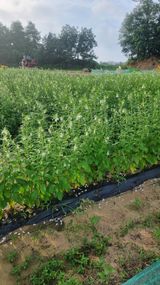 팜모닝 고구마·영농일지 게시글 이미지