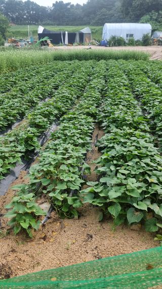 신상우님의 고구마 · 영농일지 작성글 사진