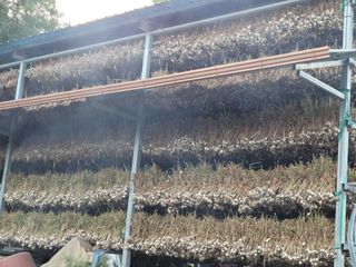 황금사과 이재철님의 마늘 · 영농일지 작성글 사진