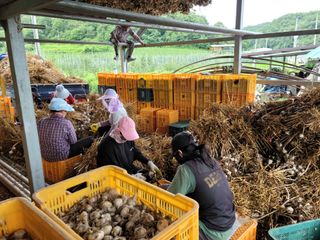 황금사과 이재철님의 마늘 · 영농일지 작성글 사진