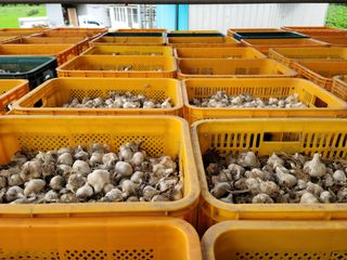 황금사과 이재철님의 마늘 · 영농일지 작성글 사진