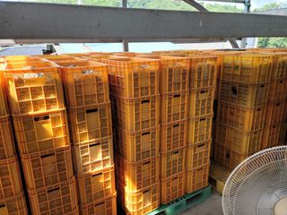 황금사과 이재철님의 마늘 · 영농일지 작성글 사진