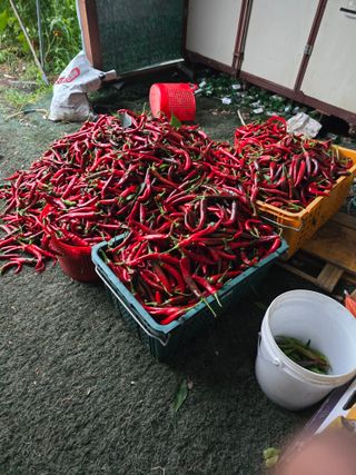 Kks8636님의 고추 · 영농일지 작성글 사진