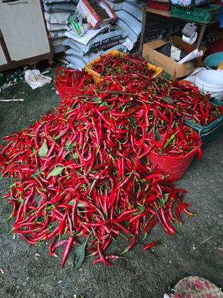 Kks8636님의 고추 · 영농일지 작성글 사진