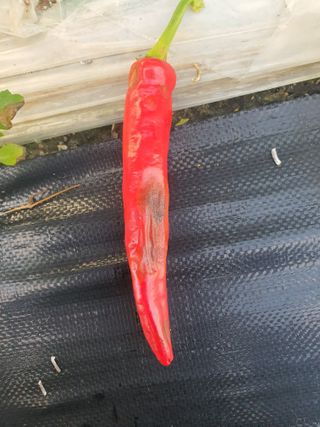 서툰 농부짱님의 고추 · 병해충상담 작성글 사진