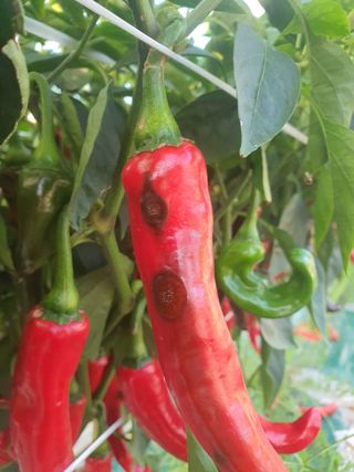 서툰 농부짱님의 고추 · 병해충상담 작성글 사진