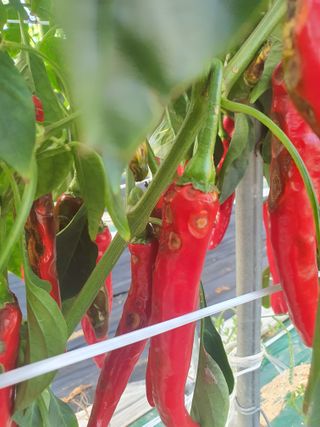 서툰 농부짱님의 고추 · 병해충상담 작성글 사진