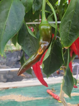 서툰 농부짱님의 고추 · 병해충상담 작성글 사진