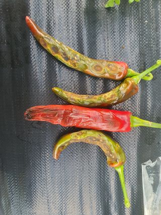 서툰 농부짱님의 고추 · 병해충상담 작성글 사진