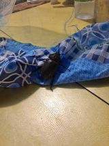 팜모닝 복숭아·영농일지 게시글 이미지