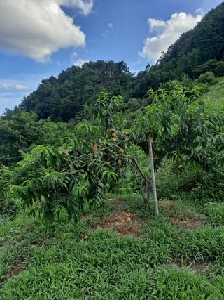 이은주(여성초보농민님의 복숭아 · 영농일지 작성글 사진