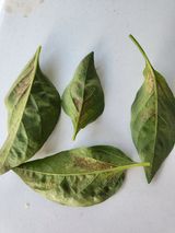 팜모닝 고추·병해충상담 게시글 이미지