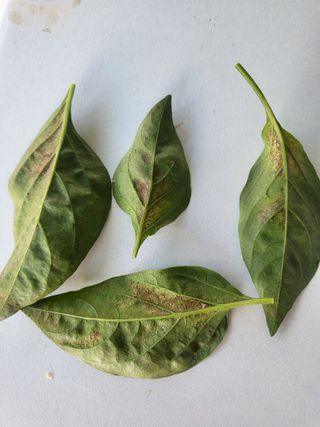 장용익님의 고추 · 병해충상담 작성글 사진