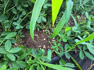 박정원님의 기타작물 · 병해충상담 작성글 사진