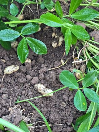 박정원님의 기타작물 · 병해충상담 작성글 사진