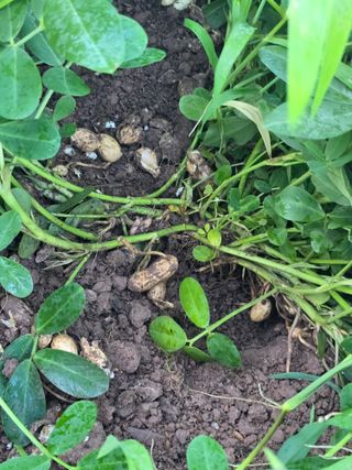 박정원님의 기타작물 · 병해충상담 작성글 사진