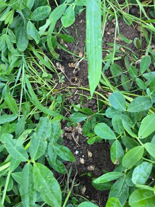 박정원님의 기타작물 · 병해충상담 작성글 사진