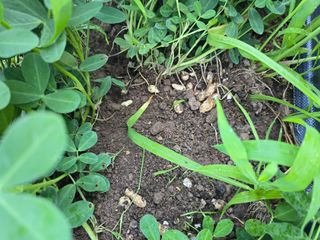 박정원님의 기타작물 · 병해충상담 작성글 사진