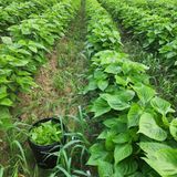 팜모닝 들깨·영농일지 게시글 이미지