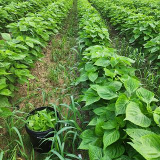 한상범님의 들깨 · 영농일지 작성글 사진