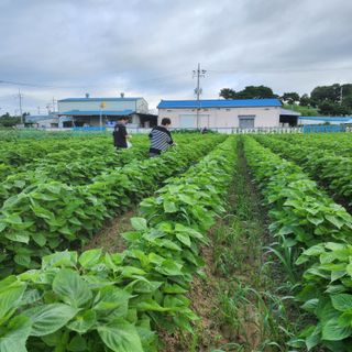 한상범님의 들깨 · 영농일지 작성글 사진
