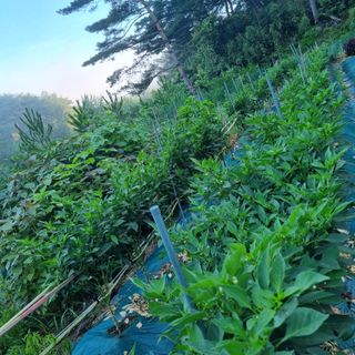 훈&팜님의 고추 · 영농일지 작성글 사진