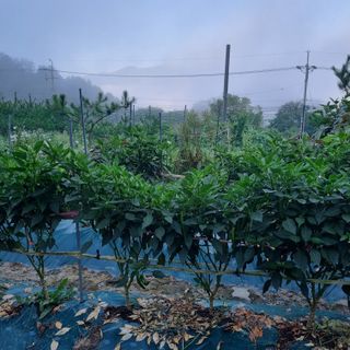 훈&팜님의 고추 · 영농일지 작성글 사진