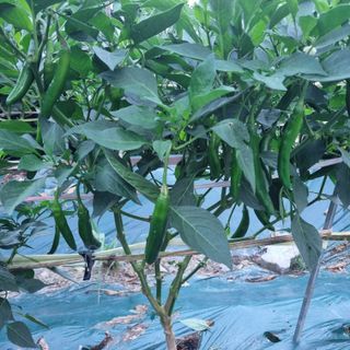 훈&팜님의 고추 · 영농일지 작성글 사진