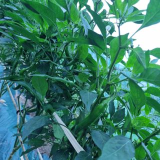 훈&팜님의 고추 · 영농일지 작성글 사진