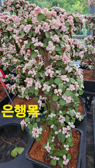 장철식님의 자유주제 · 자유게시판 작성글 사진