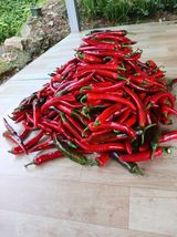 팜모닝 고추·영농일지 게시글 이미지