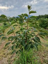팜모닝 자유주제·자유게시판 게시글 이미지