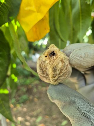 엉털님의 복숭아 · 병해충상담 작성글 사진