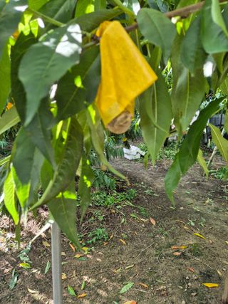 엉털님의 복숭아 · 병해충상담 작성글 사진