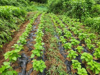 강미화11월출석왕♡님의 들깨 · 영농일지 작성글 사진