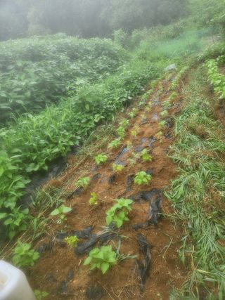 강미화11월출석왕♡님의 들깨 · 영농일지 작성글 사진