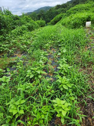 강미화11월출석왕♡님의 들깨 · 영농일지 작성글 사진