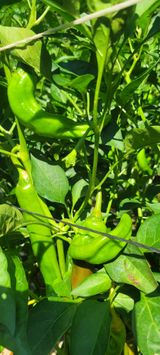 팜모닝 자유주제·자유게시판 게시글 이미지