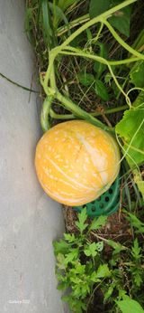 팜모닝 자유주제·자유게시판 게시글 이미지