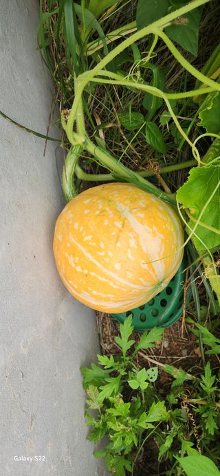 접시꽃님의 자유주제 · 자유게시판 작성글 사진