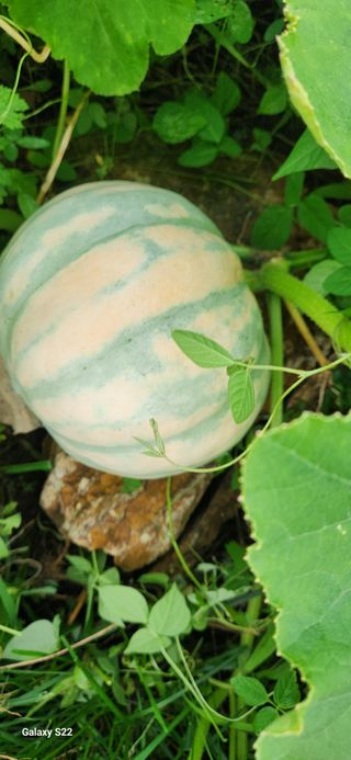 접시꽃님의 자유주제 · 자유게시판 작성글 사진