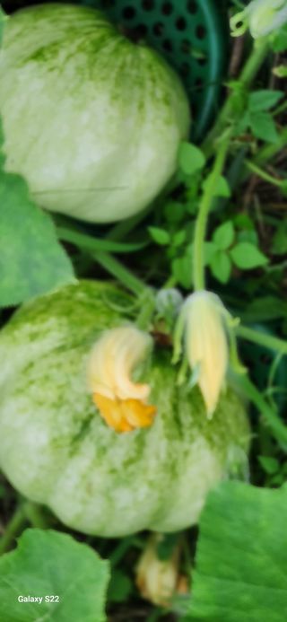 접시꽃님의 자유주제 · 자유게시판 작성글 사진