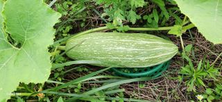 접시꽃님의 자유주제 · 자유게시판 작성글 사진