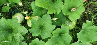 접시꽃님의 자유주제 · 자유게시판 작성글 사진