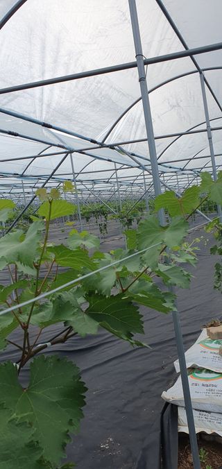 김경옥님의 포도 · 영농일지 작성글 사진