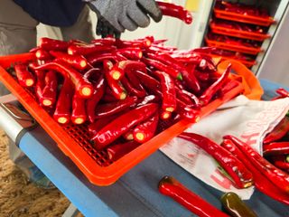 이종애님의 고추 · 영농일지 작성글 사진