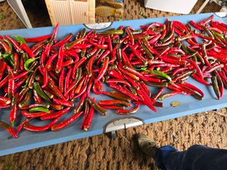 이종애님의 고추 · 영농일지 작성글 사진