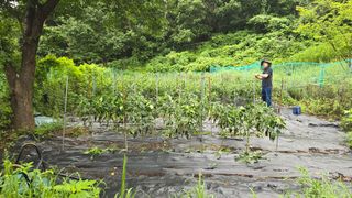 이종애님의 고추 · 영농일지 작성글 사진