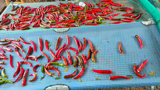 이종애님의 고추 · 영농일지 작성글 사진